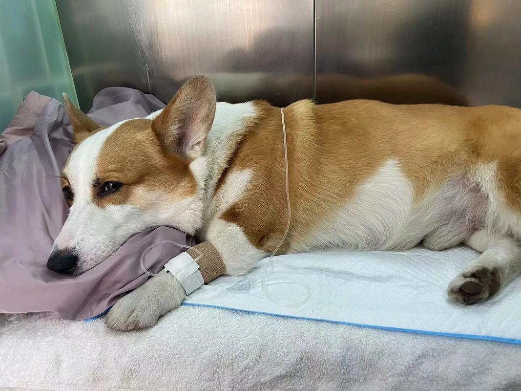 狗狗很倔不吃药怎么喂_狗狗很倔不吃药怎么喂它