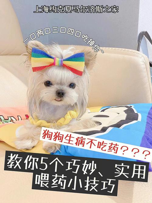 狗狗很倔不吃药怎么喂_狗狗很倔不吃药怎么喂它-第2张图片-后鲨宠物 狗狗很倔不吃药怎么喂_狗狗很倔不吃药怎么喂它-第2张图片-后鲨宠物