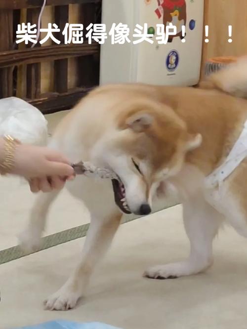 狗狗很倔不吃药怎么喂_狗狗很倔不吃药怎么喂它-第5张图片-后鲨宠物 狗狗很倔不吃药怎么喂_狗狗很倔不吃药怎么喂它-第5张图片-后鲨宠物