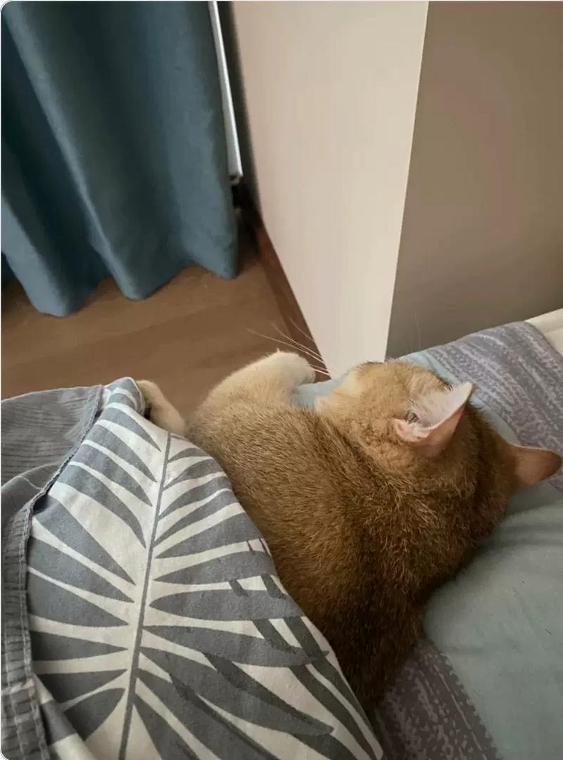 猫咪要盖被子吗,宠物猫要盖被子吗?-第1张图片-后鲨宠物 猫咪要盖被子吗,宠物猫要盖被子吗?-第1张图片-后鲨宠物