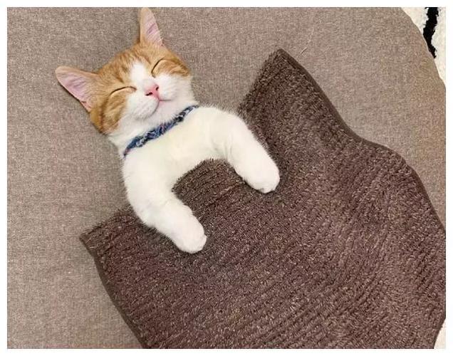 猫咪要盖被子吗,宠物猫要盖被子吗?-第2张图片-后鲨宠物 猫咪要盖被子吗,宠物猫要盖被子吗?-第2张图片-后鲨宠物