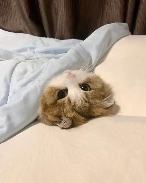 猫咪要盖被子吗,宠物猫要盖被子吗?-第3张图片-后鲨宠物 猫咪要盖被子吗,宠物猫要盖被子吗?-第3张图片-后鲨宠物