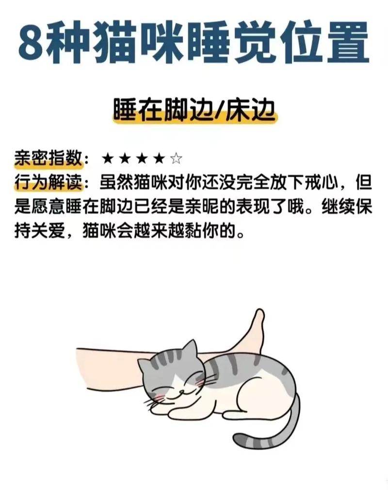 猫咪要盖被子吗,宠物猫要盖被子吗?-第6张图片-后鲨宠物 猫咪要盖被子吗,宠物猫要盖被子吗?-第6张图片-后鲨宠物
