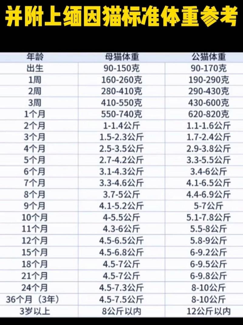 猫咪体重标准对照表,猫咪体重标准对照表图?-第2张图片-后鲨宠物 猫咪体重标准对照表,猫咪体重标准对照表图?-第2张图片-后鲨宠物