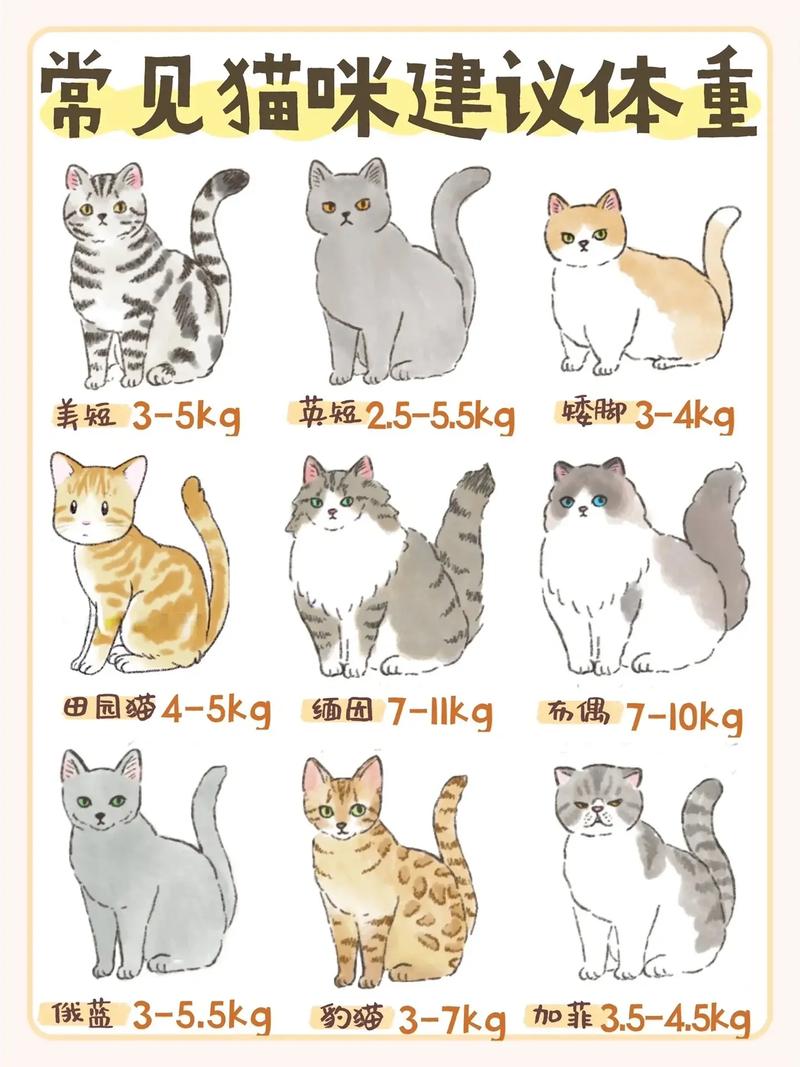 猫咪体重标准对照表,猫咪体重标准对照表图?-第3张图片-后鲨宠物 猫咪体重标准对照表,猫咪体重标准对照表图?-第3张图片-后鲨宠物