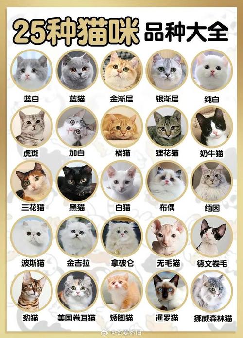 小猫咪名字大全可爱,2024最火的猫咪名字-第4张图片-后鲨宠物 小猫咪名字大全可爱,2024最火的猫咪名字-第4张图片-后鲨宠物