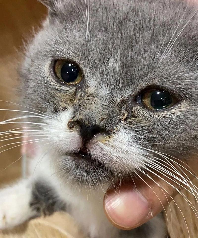 猫咪打喷嚏带血,猫咪打喷嚏带血丝?-第2张图片-后鲨宠物 猫咪打喷嚏带血,猫咪打喷嚏带血丝?-第2张图片-后鲨宠物