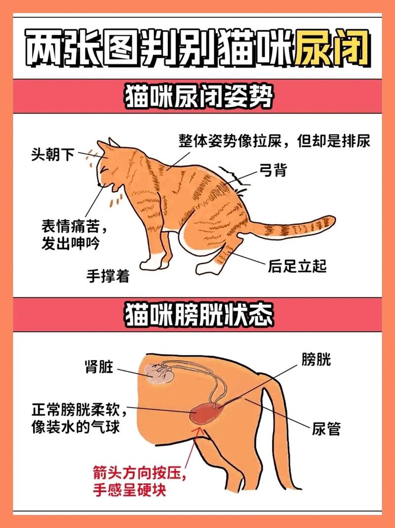 猫咪尿液颜色对照表_猫咪尿液颜色对照表图片-第2张图片-后鲨宠物
