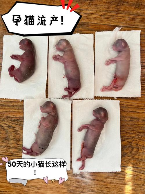 猫咪几个月生产_猫几个月才能生-第5张图片-后鲨宠物