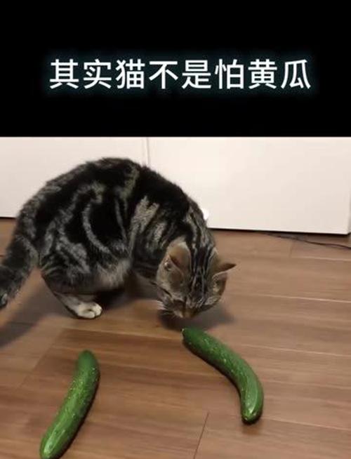 猫咪为啥怕黄瓜,猫为什么怕黄瓜呢-第4张图片-后鲨宠物 猫咪为啥怕黄瓜,猫为什么怕黄瓜呢-第4张图片-后鲨宠物
