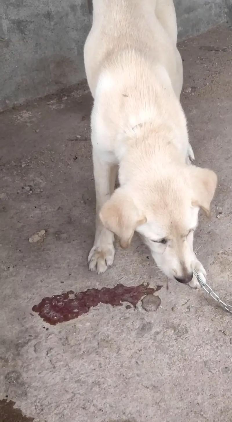 狗狗能吃大闸蟹吗,狗狗能吃大闸蟹吗有毒吗-第2张图片-后鲨宠物 狗狗能吃大闸蟹吗,狗狗能吃大闸蟹吗有毒吗-第2张图片-后鲨宠物