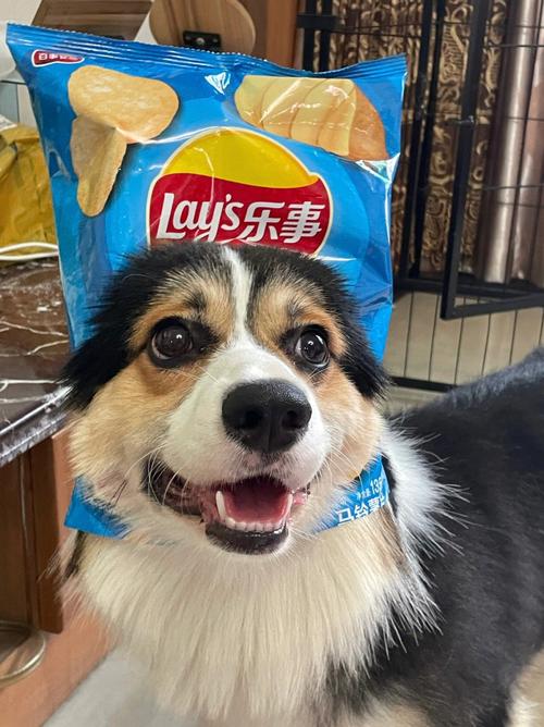 狗狗能吃大闸蟹吗,狗狗能吃大闸蟹吗有毒吗-第3张图片-后鲨宠物 狗狗能吃大闸蟹吗,狗狗能吃大闸蟹吗有毒吗-第3张图片-后鲨宠物