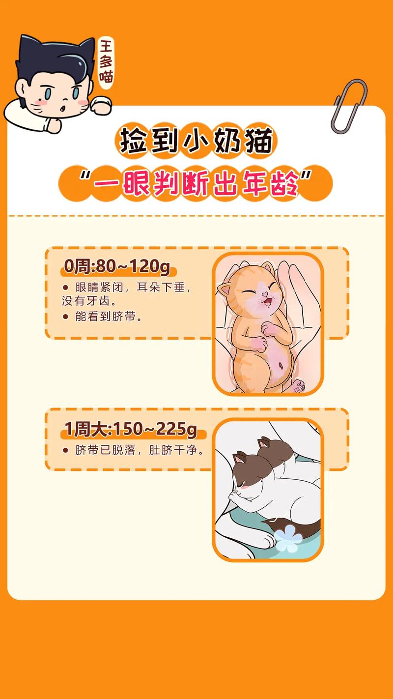 猫咪年龄怎么看,如何判断一只猫咪多大了?-第2张图片-后鲨宠物 猫咪年龄怎么看,如何判断一只猫咪多大了?-第2张图片-后鲨宠物