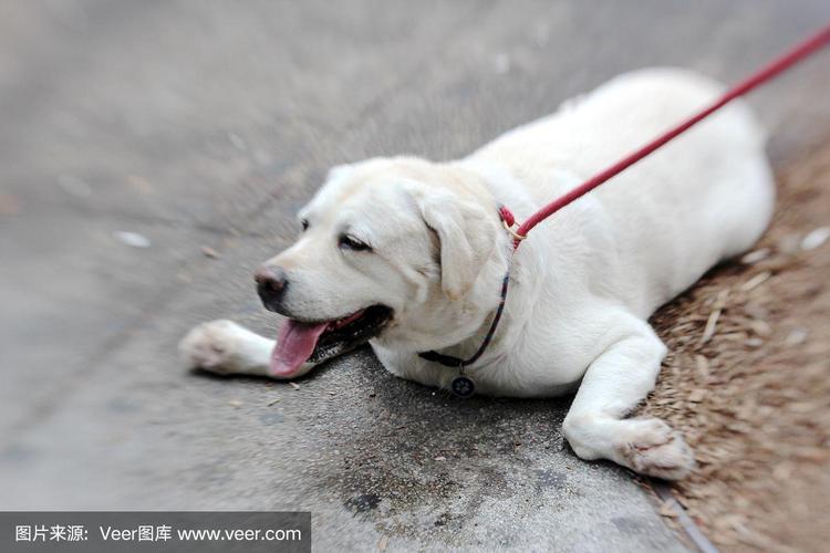 狗狗喘粗气怎么回事,狗喘气粗重的原因-第2张图片-后鲨宠物 狗狗喘粗气怎么回事,狗喘气粗重的原因-第2张图片-后鲨宠物