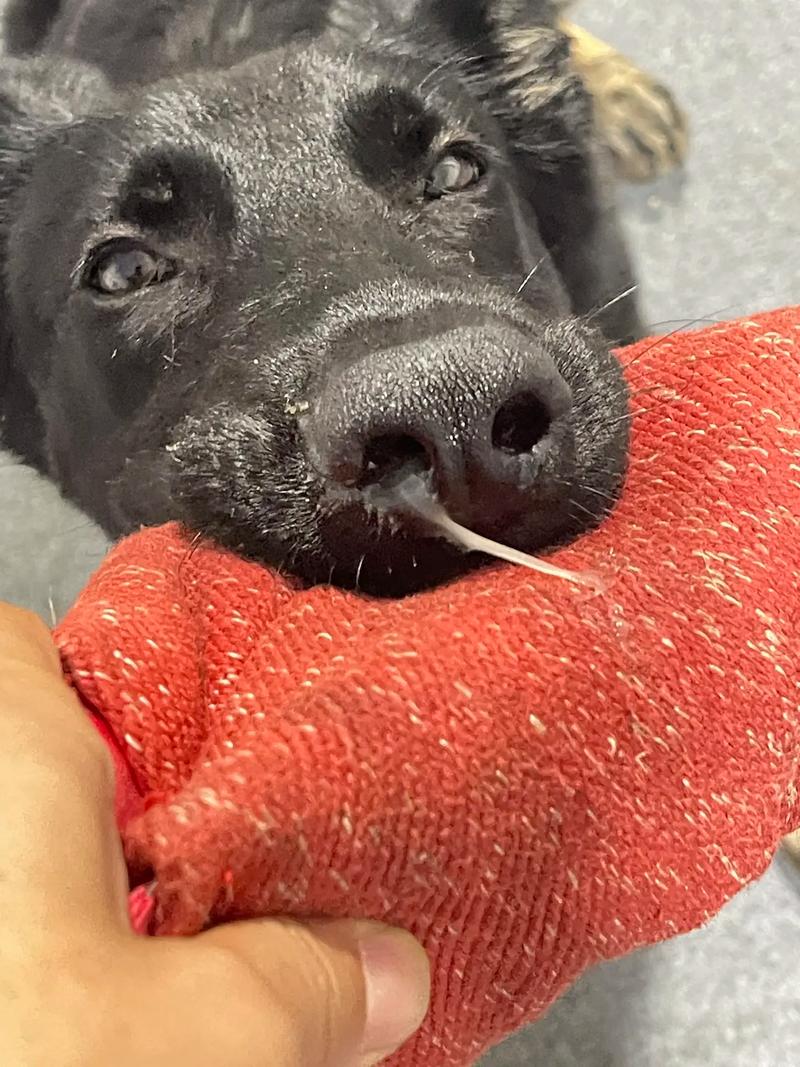 狗狗喘粗气怎么回事,狗喘气粗重的原因-第4张图片-后鲨宠物 狗狗喘粗气怎么回事,狗喘气粗重的原因-第4张图片-后鲨宠物