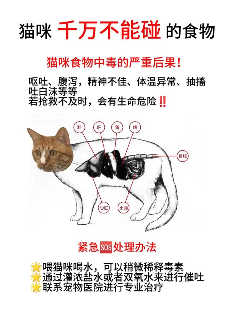 猫咪能吃阿莫西林吗,猫咪能不能吃阿莫西林胶囊-第2张图片-后鲨宠物 猫咪能吃阿莫西林吗,猫咪能不能吃阿莫西林胶囊-第2张图片-后鲨宠物