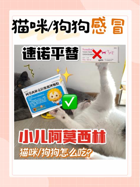 猫咪能吃阿莫西林吗,猫咪能不能吃阿莫西林胶囊-第4张图片-后鲨宠物 猫咪能吃阿莫西林吗,猫咪能不能吃阿莫西林胶囊-第4张图片-后鲨宠物