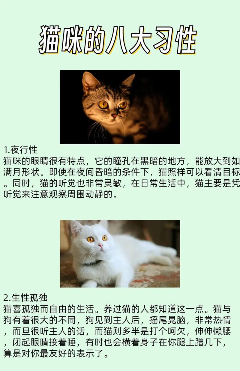 猫咪的生活习性_猫的习性-第1张图片-后鲨宠物