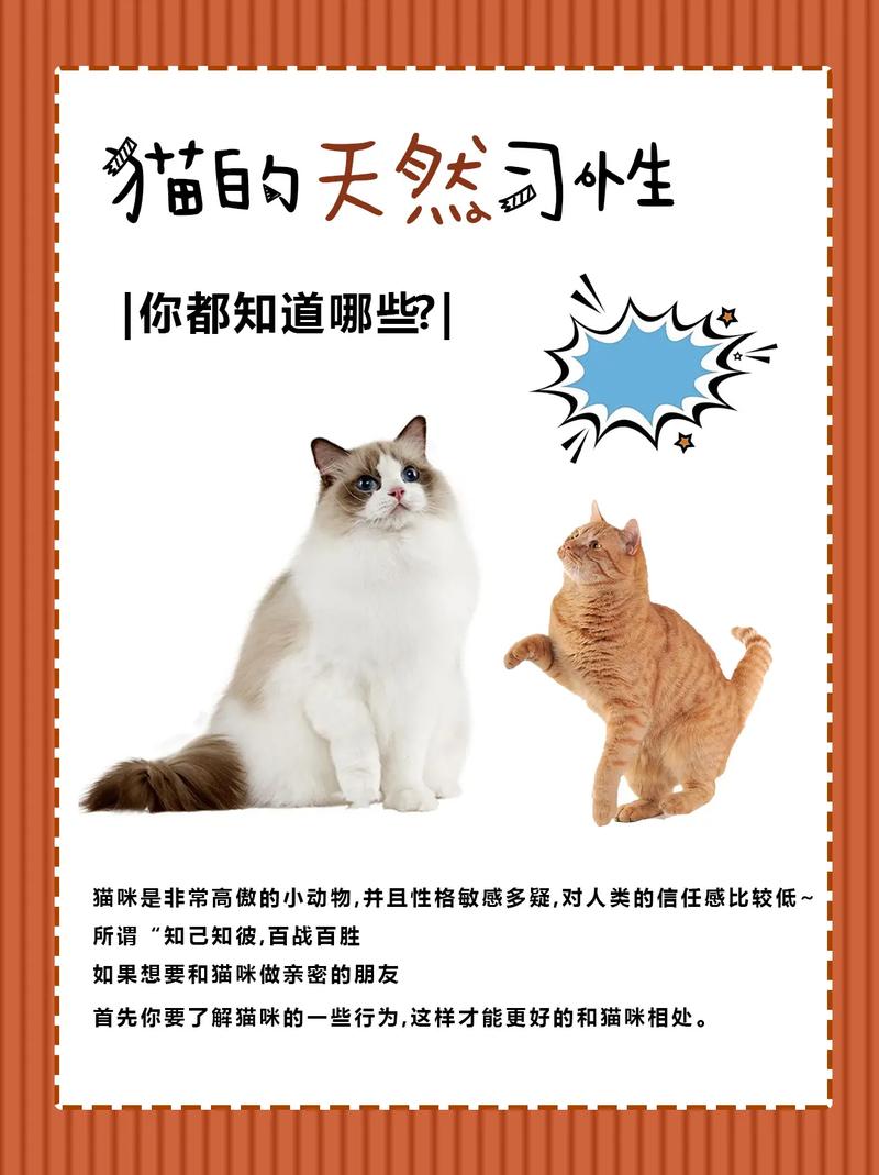猫咪的生活习性_猫的习性-第2张图片-后鲨宠物