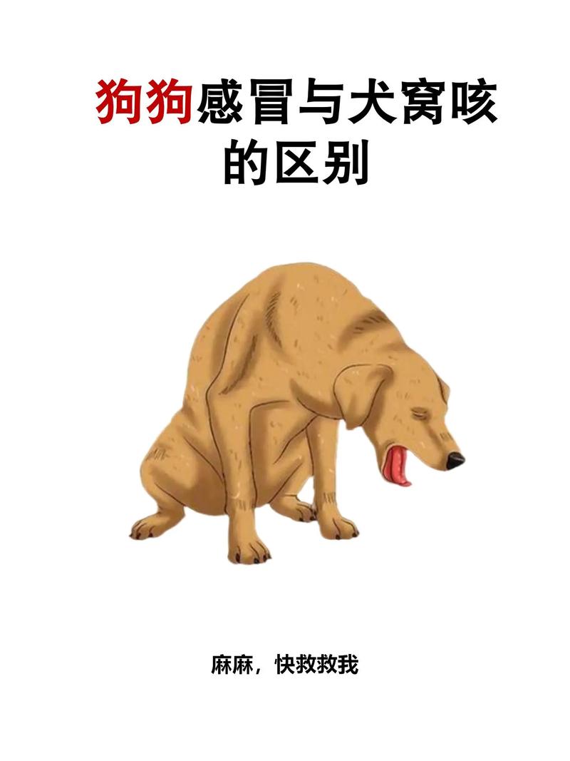 狗狗感冒多久能好_狗狗感冒多久才能好-第2张图片-后鲨宠物