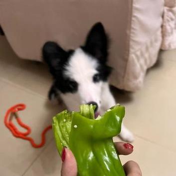 狗狗能吃青椒吗,狗狗可以吃青椒和红椒吗-第1张图片-后鲨宠物 狗狗能吃青椒吗,狗狗可以吃青椒和红椒吗-第1张图片-后鲨宠物