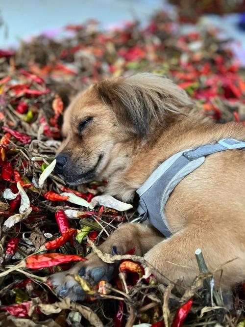 狗狗能吃青椒吗,狗狗可以吃青椒和红椒吗-第4张图片-后鲨宠物 狗狗能吃青椒吗,狗狗可以吃青椒和红椒吗-第4张图片-后鲨宠物