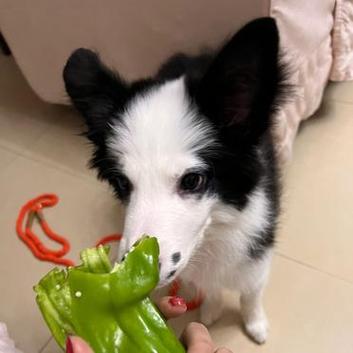 狗狗能吃青椒吗,狗狗可以吃青椒和红椒吗-第5张图片-后鲨宠物 狗狗能吃青椒吗,狗狗可以吃青椒和红椒吗-第5张图片-后鲨宠物