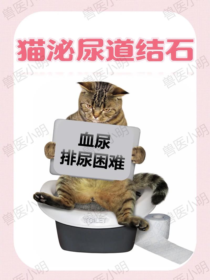 猫咪小便有血怎么回事,猫咪小便有血是什么原因-第1张图片-后鲨宠物 猫咪小便有血怎么回事,猫咪小便有血是什么原因-第1张图片-后鲨宠物
