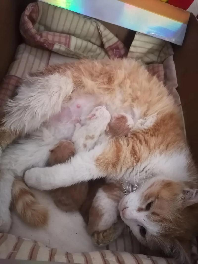 猫咪一般生几个，猫咪一般生几个小时生完？