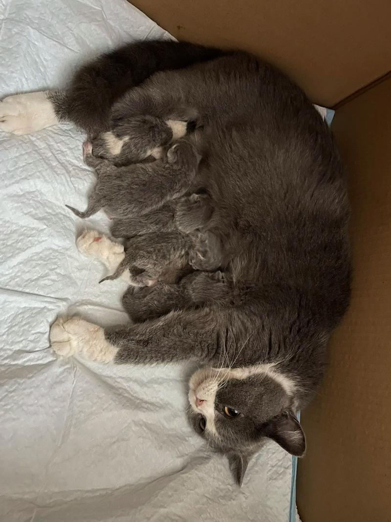 猫咪一般生几个,猫咪一般生几个小时生完?-第3张图片-后鲨宠物 猫咪一般生几个,猫咪一般生几个小时生完?-第3张图片-后鲨宠物