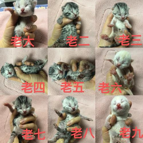 猫咪一般生几个,猫咪一般生几个小时生完?-第4张图片-后鲨宠物 猫咪一般生几个,猫咪一般生几个小时生完?-第4张图片-后鲨宠物