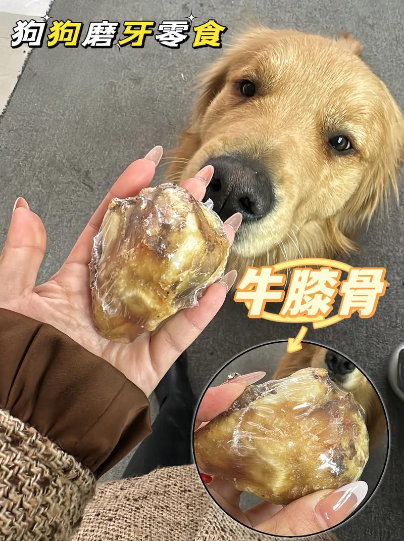 狗狗可以吃牛骨头吗,宠物狗可以吃牛骨头吗?-第1张图片-后鲨宠物 狗狗可以吃牛骨头吗,宠物狗可以吃牛骨头吗?-第1张图片-后鲨宠物