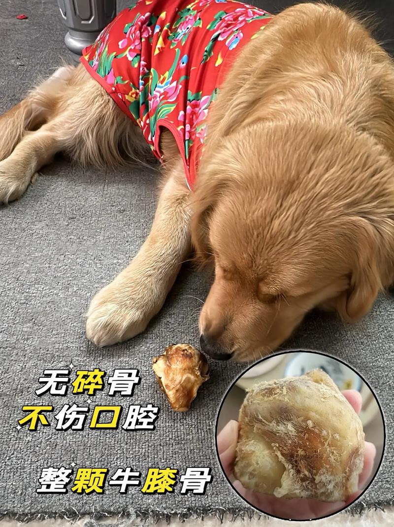 狗狗可以吃牛骨头吗,宠物狗可以吃牛骨头吗?-第3张图片-后鲨宠物 狗狗可以吃牛骨头吗,宠物狗可以吃牛骨头吗?-第3张图片-后鲨宠物