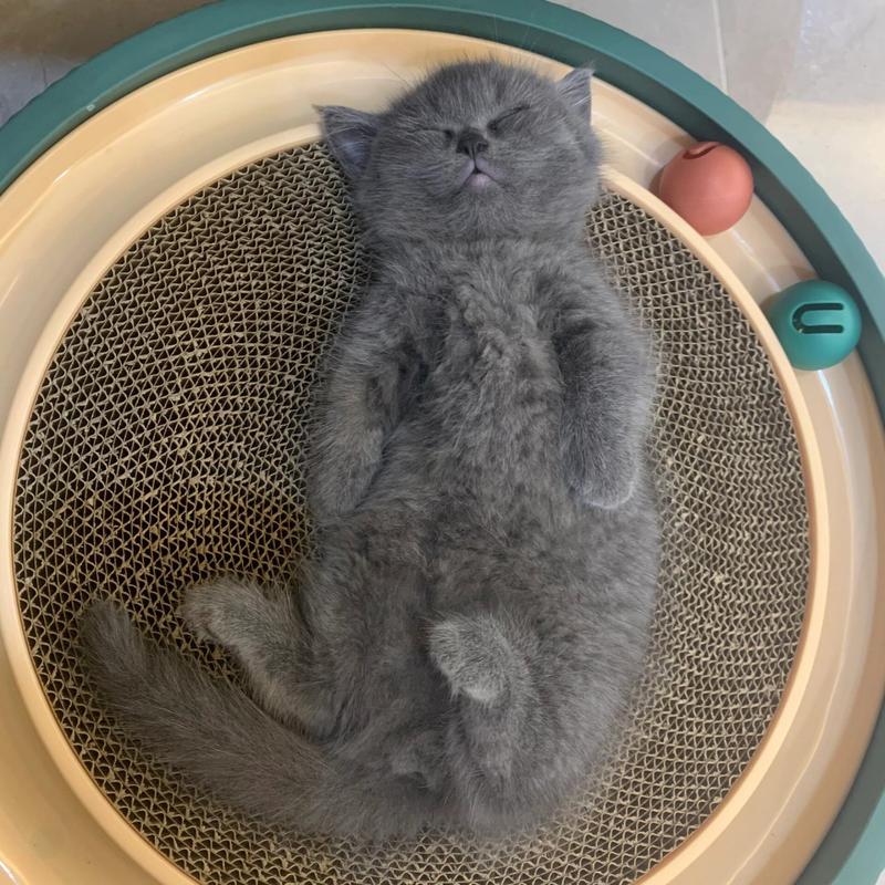 猫咪三个月多大,猫咪三个月多大图片?-第1张图片-后鲨宠物 猫咪三个月多大,猫咪三个月多大图片?-第1张图片-后鲨宠物