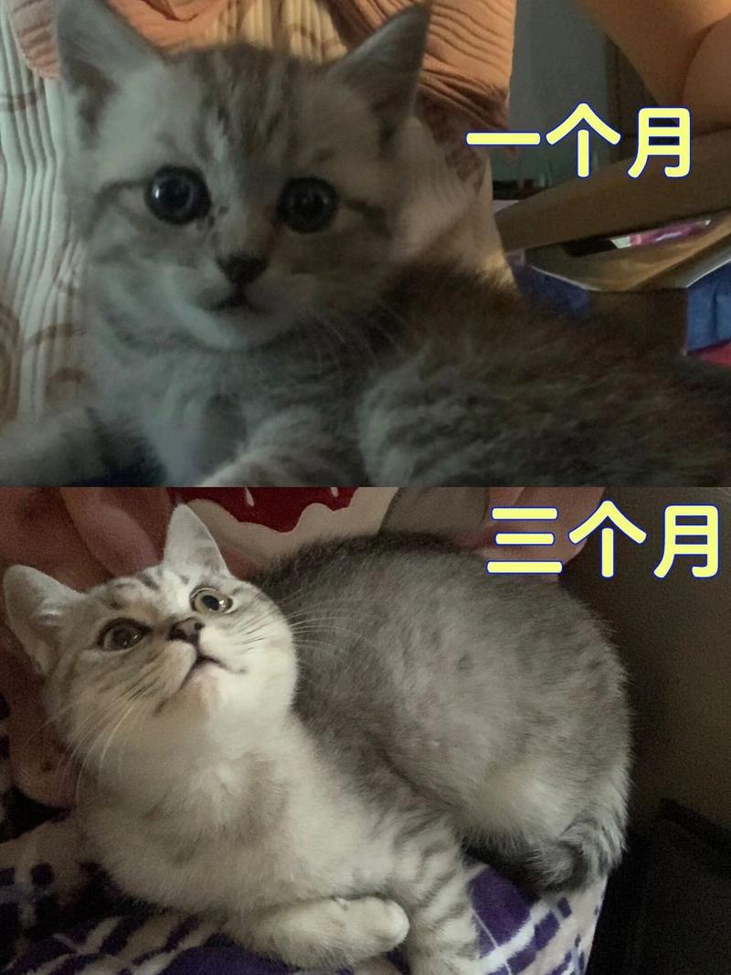 猫咪三个月多大,猫咪三个月多大图片?-第6张图片-后鲨宠物 猫咪三个月多大,猫咪三个月多大图片?-第6张图片-后鲨宠物