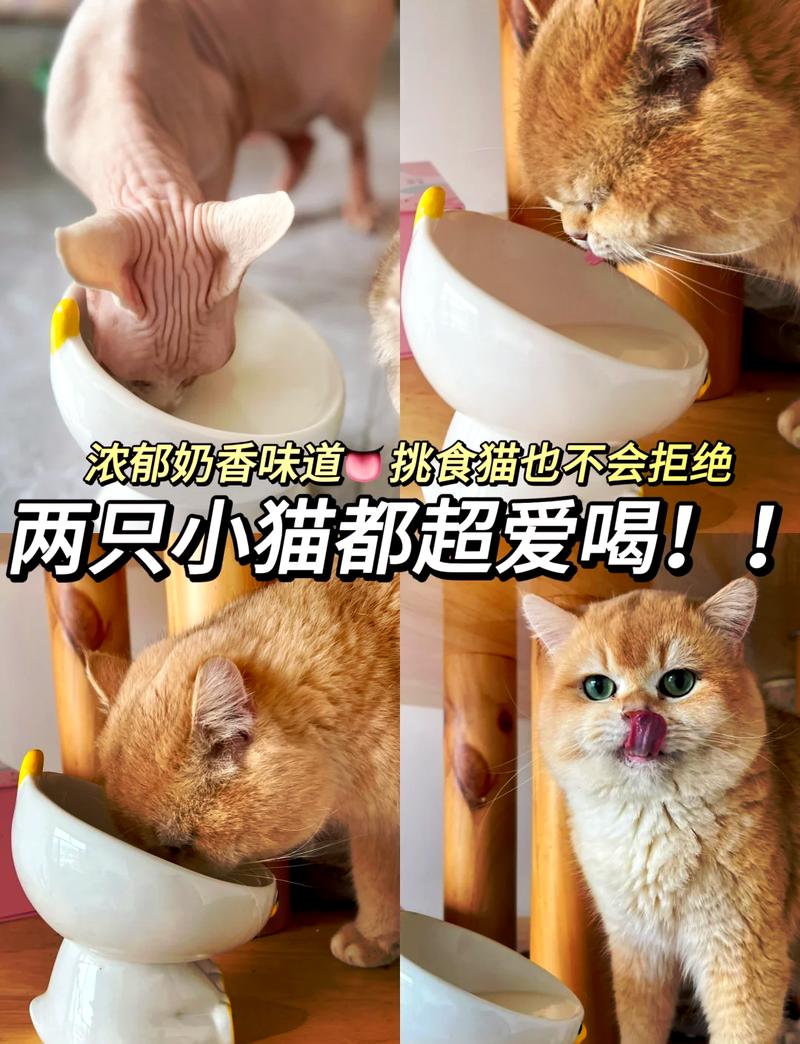 猫咪能喝什么奶_猫咪喝什么奶粉-第3张图片-后鲨宠物 猫咪能喝什么奶_猫咪喝什么奶粉-第3张图片-后鲨宠物