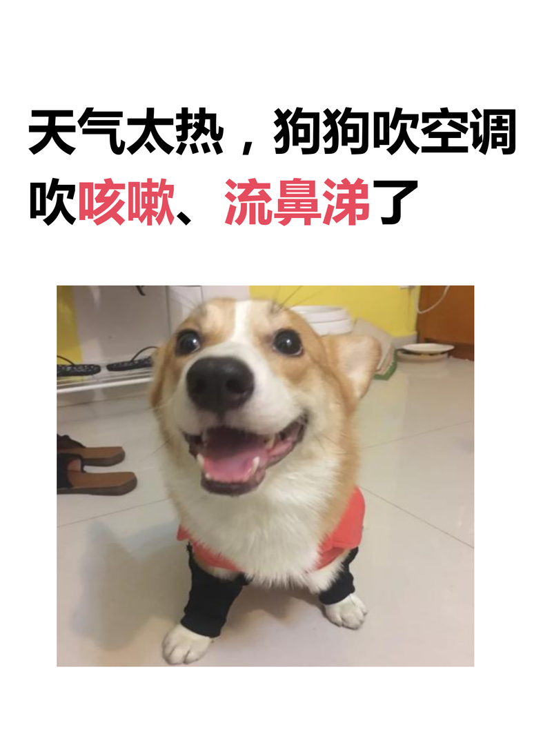 狗狗吹空调会不会感冒_狗狗吹空调会不会感冒了-第2张图片-后鲨宠物 狗狗吹空调会不会感冒_狗狗吹空调会不会感冒了-第2张图片-后鲨宠物