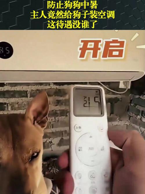 狗狗吹空调会不会感冒_狗狗吹空调会不会感冒了-第5张图片-后鲨宠物 狗狗吹空调会不会感冒_狗狗吹空调会不会感冒了-第5张图片-后鲨宠物