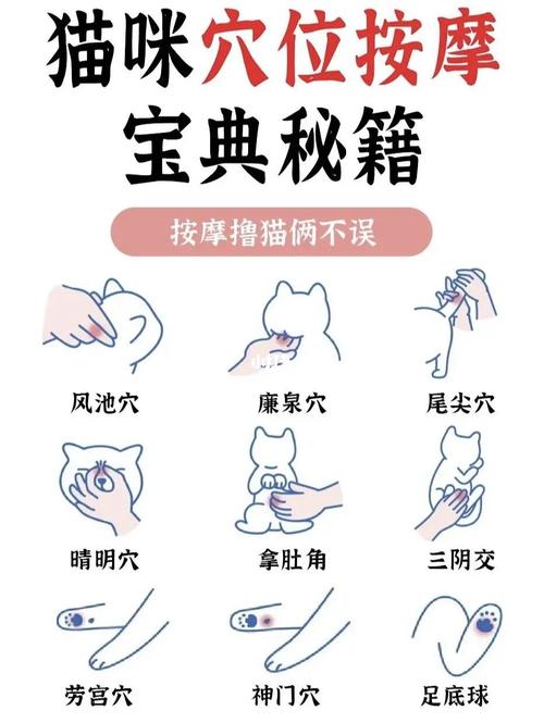 猫咪都会踩奶吗,猫咪会踩奶其实是一件悲惨的事情?-第3张图片-后鲨宠物 猫咪都会踩奶吗,猫咪会踩奶其实是一件悲惨的事情?-第3张图片-后鲨宠物