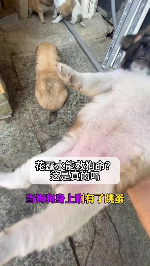 狗狗能喷花露水吗，狗狗可以用花露水擦身体吗？