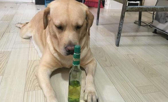 狗狗能喷花露水吗,狗狗可以用花露水擦身体吗?-第3张图片-后鲨宠物 狗狗能喷花露水吗,狗狗可以用花露水擦身体吗?-第3张图片-后鲨宠物