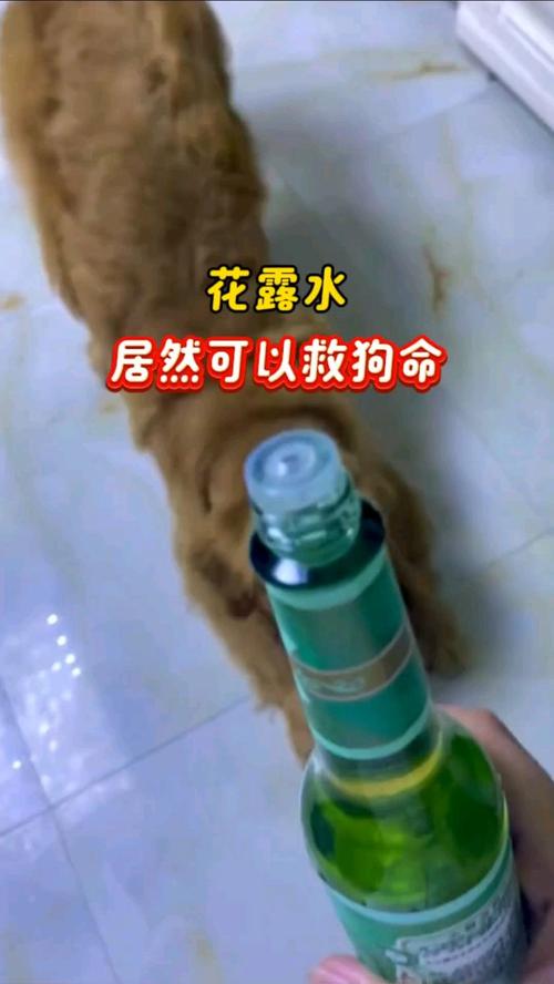 狗狗能喷花露水吗,狗狗可以用花露水擦身体吗?-第4张图片-后鲨宠物 狗狗能喷花露水吗,狗狗可以用花露水擦身体吗?-第4张图片-后鲨宠物
