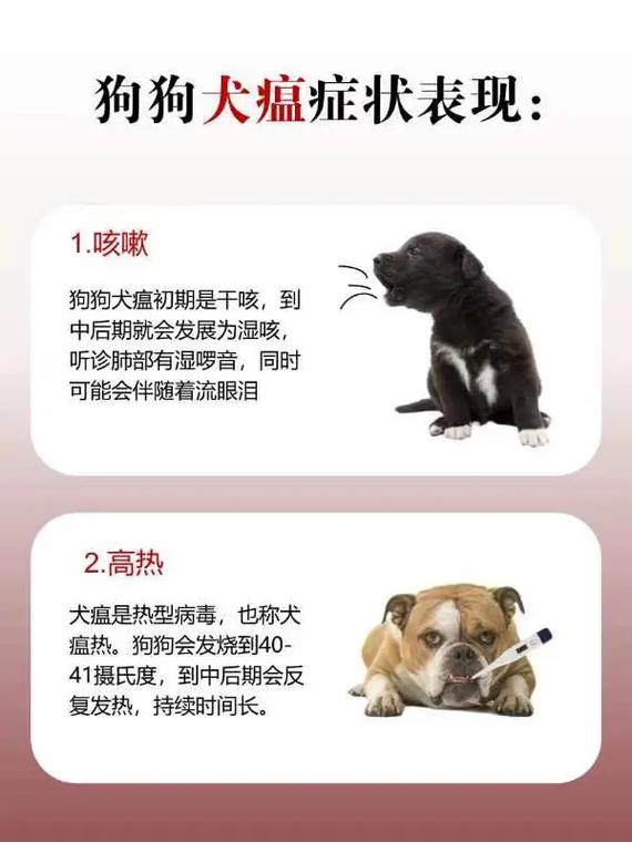 狗狗得犬瘟的症状,小狗犬瘟初期症状是什么症状?-第4张图片-后鲨宠物 狗狗得犬瘟的症状,小狗犬瘟初期症状是什么症状?-第4张图片-后鲨宠物