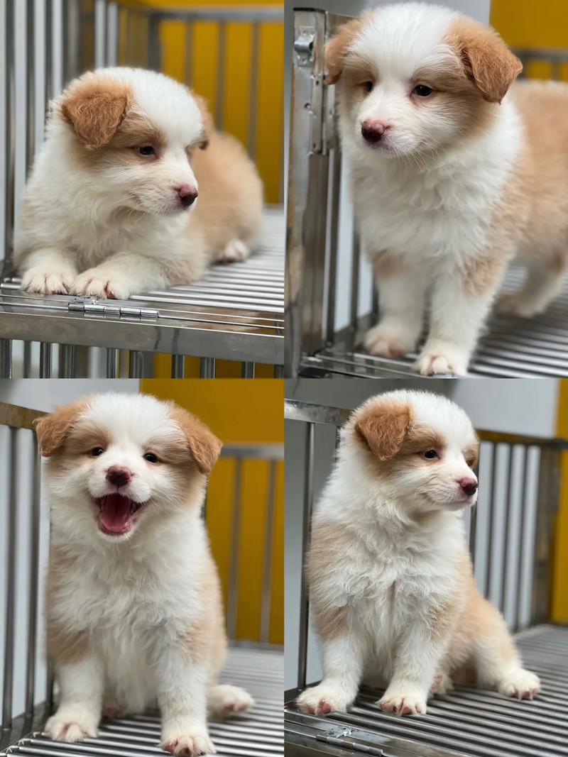 狗狗拉稀能喝羊奶粉吗,狗狗拉稀能喂羊奶粉吗?-第2张图片-后鲨宠物 狗狗拉稀能喝羊奶粉吗,狗狗拉稀能喂羊奶粉吗?-第2张图片-后鲨宠物