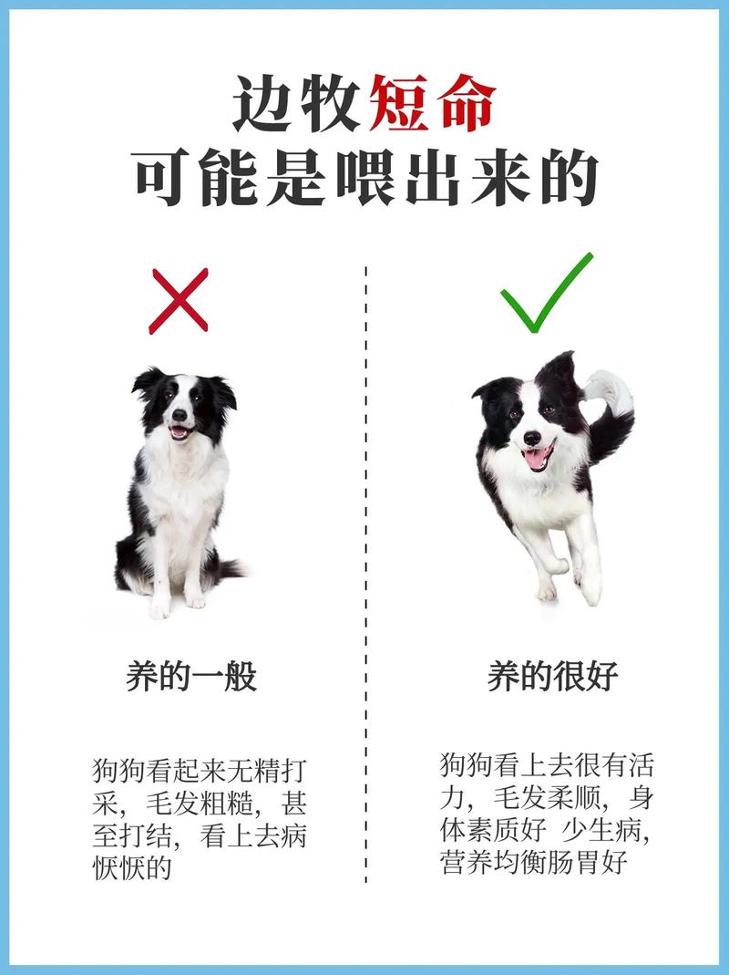 狗狗拉稀能喝羊奶粉吗,狗狗拉稀能喂羊奶粉吗?-第3张图片-后鲨宠物 狗狗拉稀能喝羊奶粉吗,狗狗拉稀能喂羊奶粉吗?-第3张图片-后鲨宠物