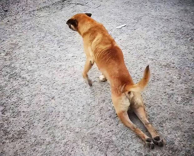 狗狗韧带断裂能自愈吗，狗狗韧带断裂能自愈吗多久？-第4张图片-后鲨宠物