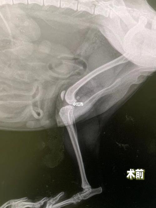 狗狗韧带断裂能自愈吗，狗狗韧带断裂能自愈吗多久？-第3张图片-后鲨宠物