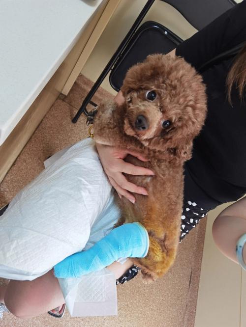 狗狗韧带断裂能自愈吗，狗狗韧带断裂能自愈吗多久？-第5张图片-后鲨宠物