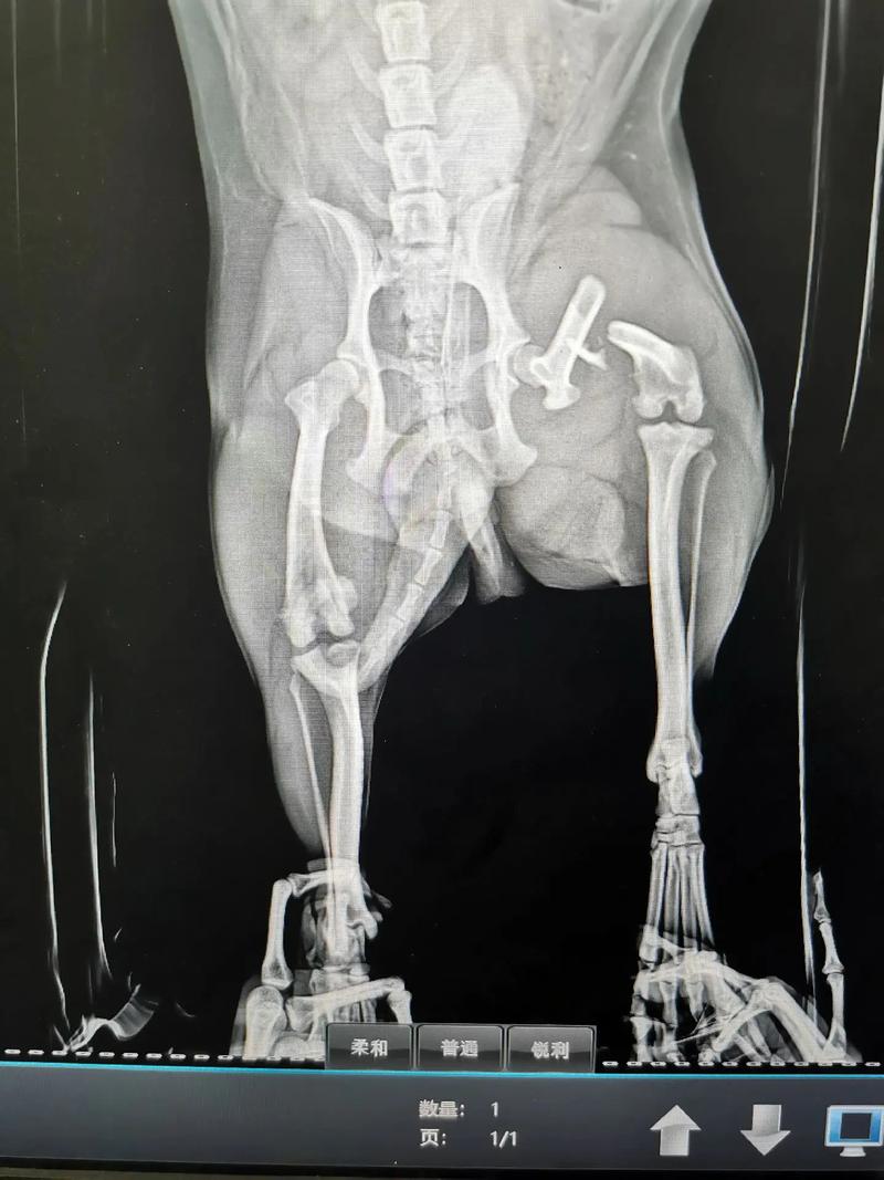 狗狗韧带断裂能自愈吗，狗狗韧带断裂能自愈吗多久？-第6张图片-后鲨宠物