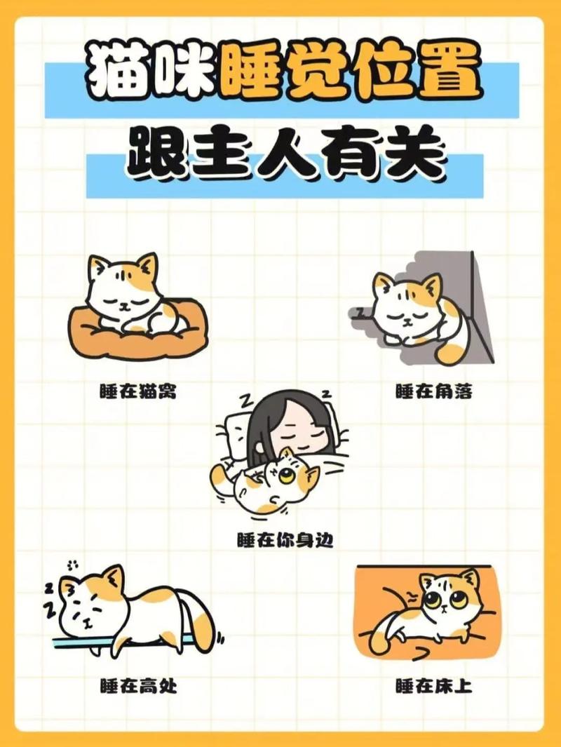 猫咪不爱睡猫窝，猫不愿睡猫窝？